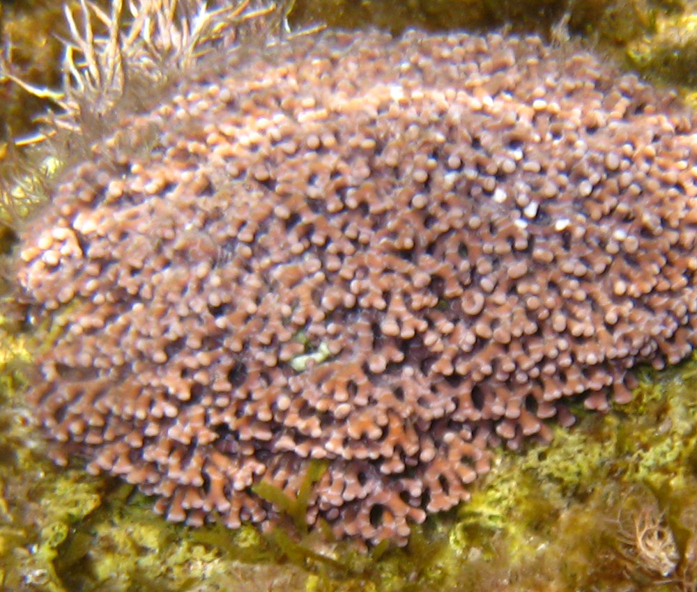 Titanoderma trochanter